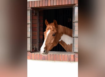 Polnisches Sportpferd, Wallach, 4 Jahre, 159 cm, Schecke