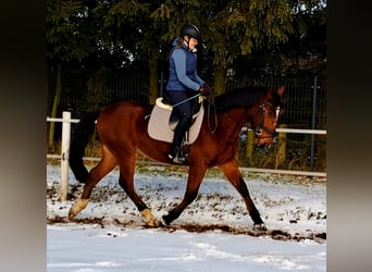 Polnisches Sportpferd, Wallach, 4 Jahre, 160 cm, Brauner