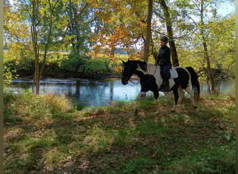 Polnisches Sportpferd, Wallach, 4 Jahre, 160 cm, Schecke