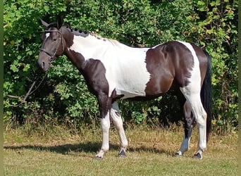 Polnisches Sportpferd, Wallach, 4 Jahre, 160 cm, Schecke