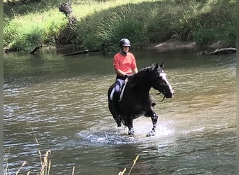 Polnisches Sportpferd, Wallach, 4 Jahre, 166 cm, Rappe