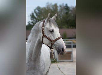 Polnisches Sportpferd, Wallach, 4 Jahre, 166 cm, Schimmel