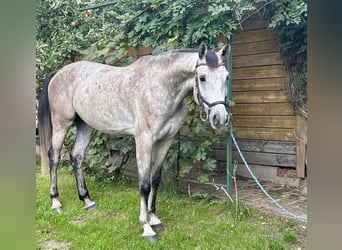 Polnisches Sportpferd, Wallach, 4 Jahre, 166 cm, Schimmel