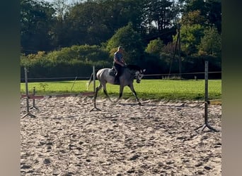 Polnisches Sportpferd, Wallach, 4 Jahre, 166 cm, Schimmel