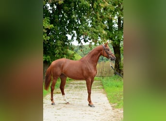 Polnisches Sportpferd, Wallach, 4 Jahre, 167 cm, Fuchs