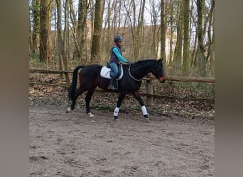 Polnisches Sportpferd, Wallach, 4 Jahre, 170 cm, Brauner