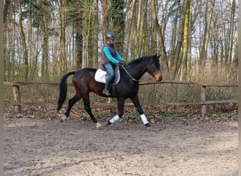 Polnisches Sportpferd, Wallach, 4 Jahre, 170 cm, Brauner