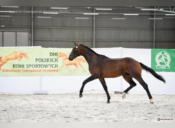 Polnisches Sportpferd, Wallach, 4 Jahre, 170 cm, Dunkelbrauner