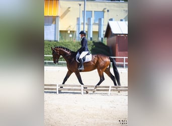Polnisches Sportpferd, Wallach, 4 Jahre, 170 cm, Rotbrauner
