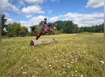 Polnisches Sportpferd, Wallach, 4 Jahre, 170 cm, Rotbrauner