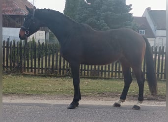 Polnisches Sportpferd, Wallach, 4 Jahre, 170 cm, Rotbrauner