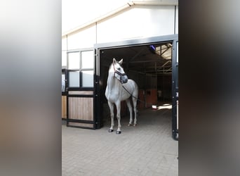 Polnisches Sportpferd, Wallach, 4 Jahre, 170 cm, Schimmel