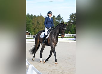 Polnisches Sportpferd, Wallach, 4 Jahre, 172 cm, Brauner