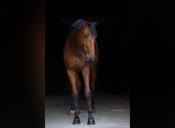 Polnisches Sportpferd, Wallach, 4 Jahre, 172 cm, Brauner