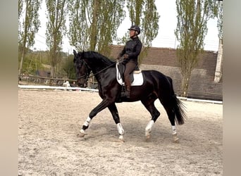 Polnisches Sportpferd, Wallach, 4 Jahre, 172 cm, Schwarzbrauner