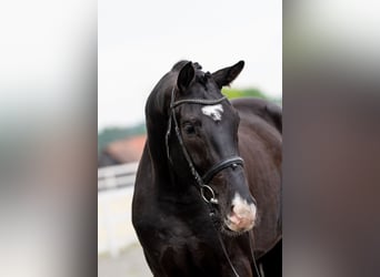Polnisches Sportpferd, Wallach, 4 Jahre, 174 cm, Rappe