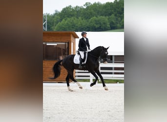 Polnisches Sportpferd, Wallach, 4 Jahre, 174 cm, Rappe