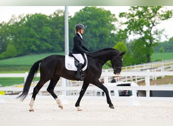 Polnisches Sportpferd, Wallach, 4 Jahre, 174 cm, Rappe