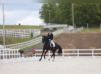 Polnisches Sportpferd, Wallach, 4 Jahre, 174 cm, Rappe