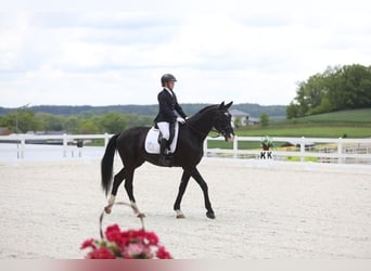 Polnisches Sportpferd, Wallach, 4 Jahre, 174 cm, Rappe