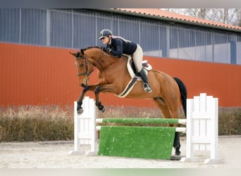 Polnisches Sportpferd, Wallach, 4 Jahre, 176 cm, Brauner