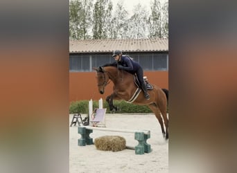 Polnisches Sportpferd, Wallach, 4 Jahre, 176 cm, Brauner
