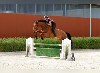 Polnisches Sportpferd, Wallach, 4 Jahre, 176 cm, Brauner