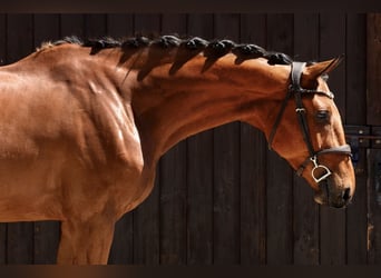 Polnisches Sportpferd, Wallach, 4 Jahre, 176 cm, Brauner