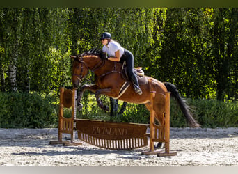Polnisches Sportpferd, Wallach, 4 Jahre, 176 cm, Brauner