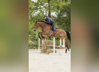 Polnisches Sportpferd, Wallach, 4 Jahre, 176 cm, Brauner