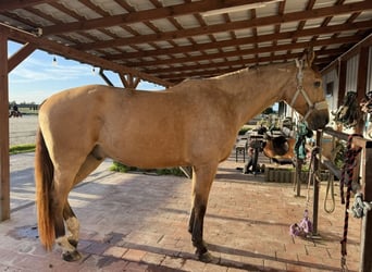 Polnisches Sportpferd, Wallach, 4 Jahre, 178 cm, Buckskin