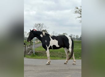 Polnisches Sportpferd, Wallach, 5 Jahre, 162 cm, Schecke
