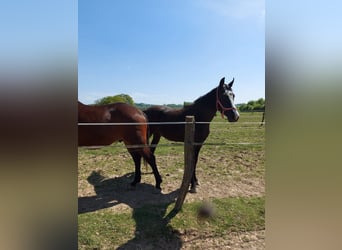 Polnisches Sportpferd, Wallach, 5 Jahre, 164 cm, Rappe