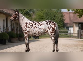 Polnisches Sportpferd, Wallach, 5 Jahre, 164 cm, Tigerschecke