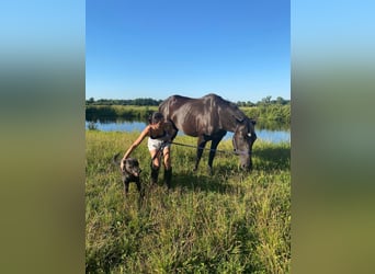Polnisches Sportpferd, Wallach, 5 Jahre, 165 cm, Rappe