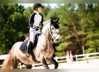 Polnisches Sportpferd, Wallach, 5 Jahre, 165 cm, Schimmel