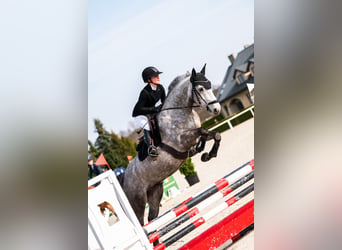 Polnisches Sportpferd, Wallach, 5 Jahre, 165 cm, Schimmel