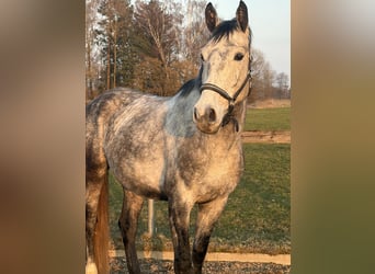 Polnisches Sportpferd, Wallach, 5 Jahre, 168 cm, Apfelschimmel