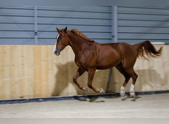 Polnisches Sportpferd, Wallach, 5 Jahre, 168 cm, Fuchs