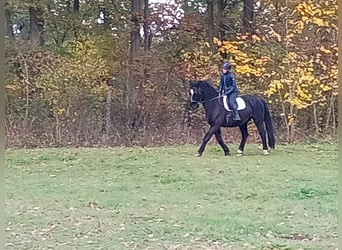 Polnisches Sportpferd, Wallach, 5 Jahre, 168 cm, Rappe