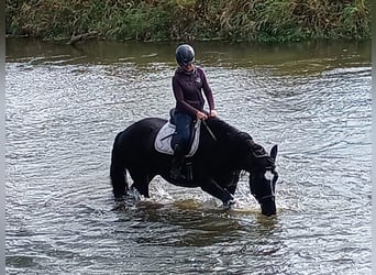 Polnisches Sportpferd, Wallach, 5 Jahre, 168 cm, Rappe