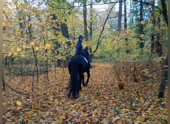 Polnisches Sportpferd, Wallach, 5 Jahre, 168 cm, Rappe