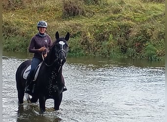 Polnisches Sportpferd, Wallach, 5 Jahre, 168 cm, Rappe
