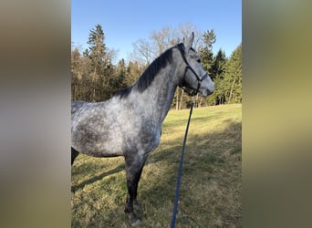 Polnisches Sportpferd, Wallach, 5 Jahre, 169 cm, Apfelschimmel