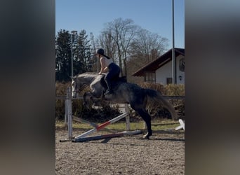 Polnisches Sportpferd, Wallach, 5 Jahre, 169 cm, Apfelschimmel