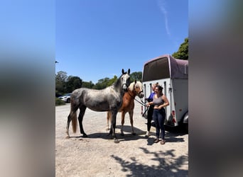 Polnisches Sportpferd, Wallach, 5 Jahre, 170 cm, Apfelschimmel