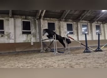 Polnisches Sportpferd, Wallach, 5 Jahre, 170 cm, Apfelschimmel
