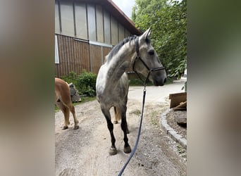 Polnisches Sportpferd, Wallach, 5 Jahre, 170 cm, Apfelschimmel