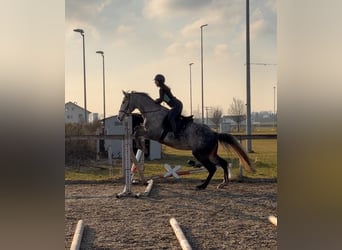 Polnisches Sportpferd, Wallach, 5 Jahre, 170 cm, Apfelschimmel
