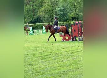 Polnisches Sportpferd, Wallach, 5 Jahre, 170 cm, Brauner